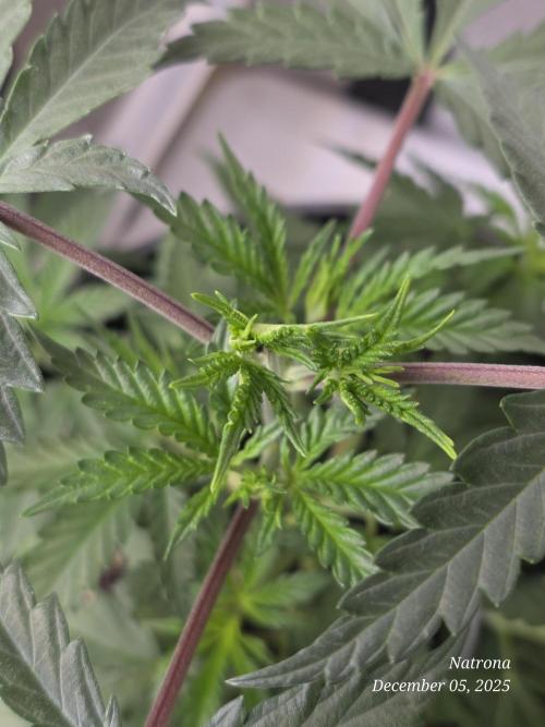 Straw-Lectric Lemonade Strng Seeds. Week 4