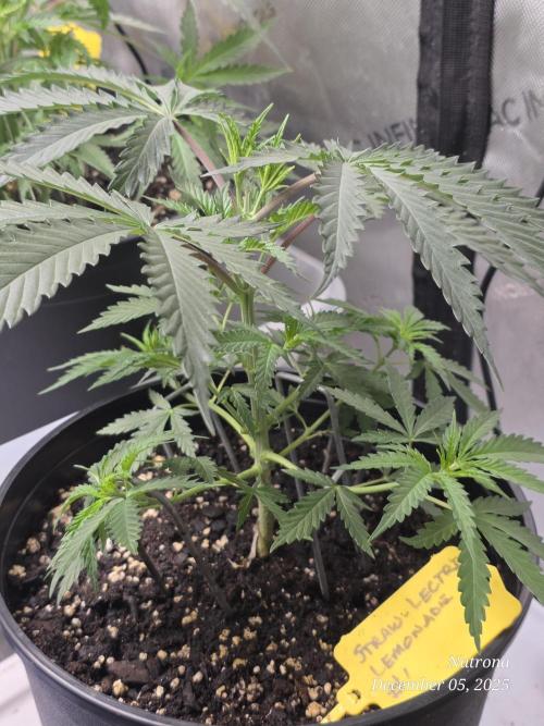 Straw-Lectric Lemonade Strng Seeds. Week 4