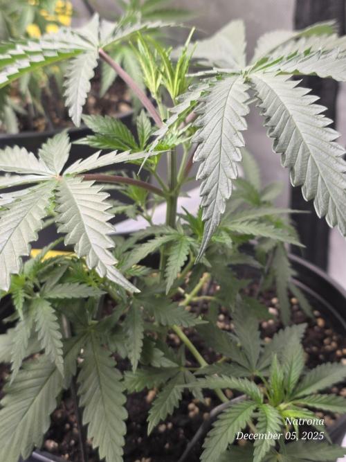 Straw-Lectric Lemonade Strng Seeds. Week 4