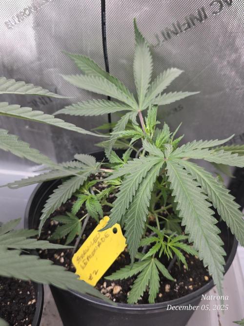 Straw-Lectric Lemonade Strng Seeds. Week 4