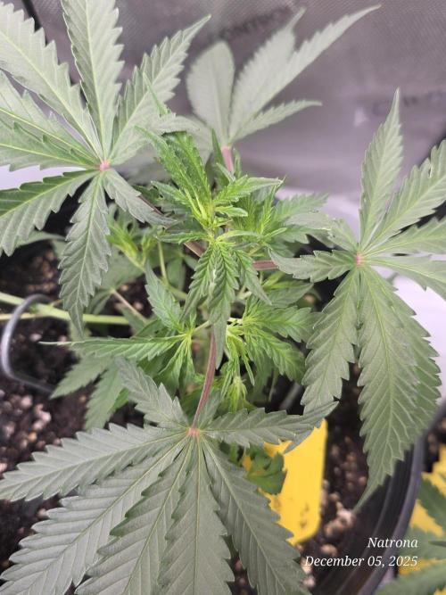 Straw-Lectric Lemonade Strng Seeds. Week 4