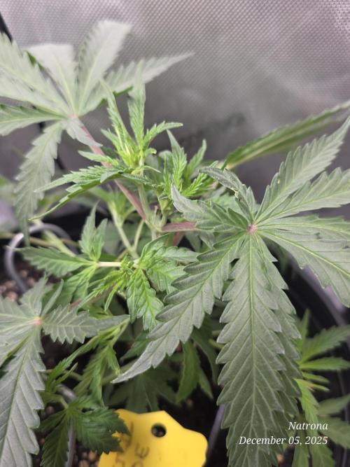 Straw-Lectric Lemonade Strng Seeds. Week 4