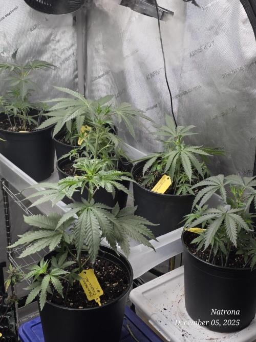 Straw-Lectric Lemonade Strng Seeds. Week 4