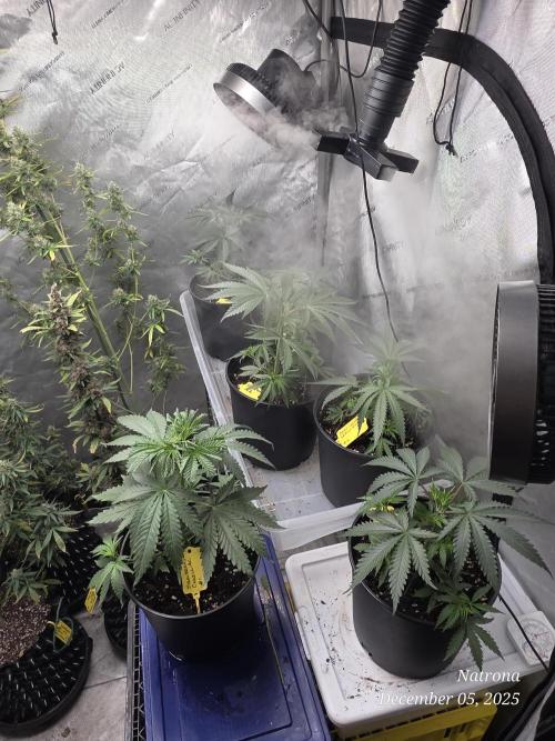 Straw-Lectric Lemonade Strng Seeds. Week 4