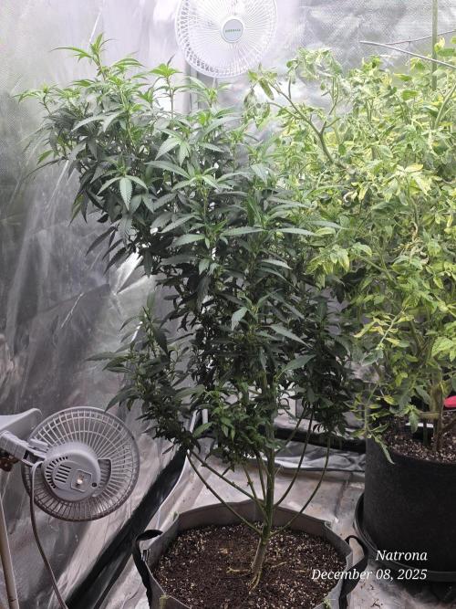 NYC Diesel (was Hey Abby). Week 12