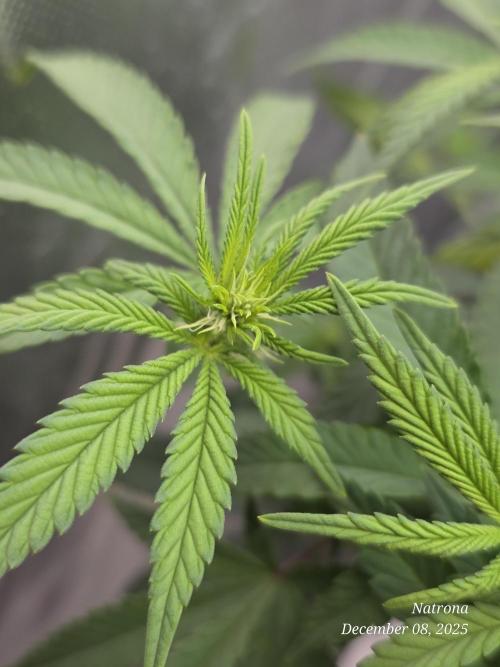 NYC Diesel (was Hey Abby). Week 12