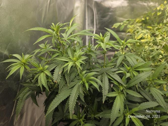 NYC Diesel (was Hey Abby). Week 12