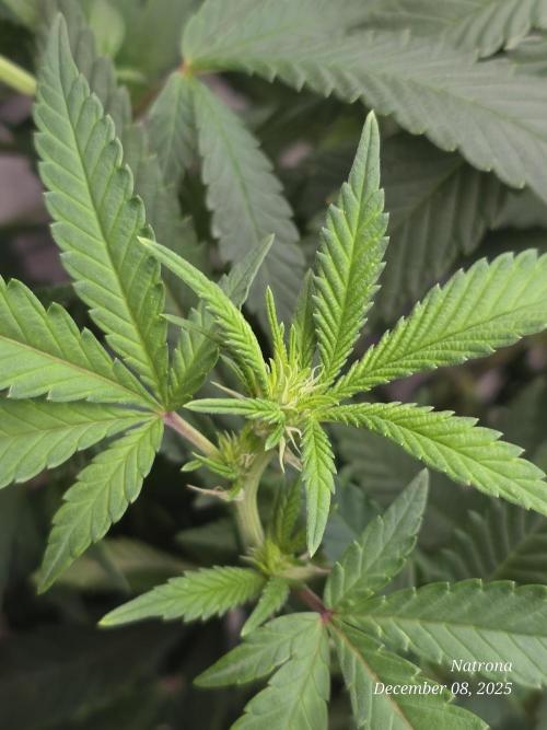 NYC Diesel (was Hey Abby). Week 12