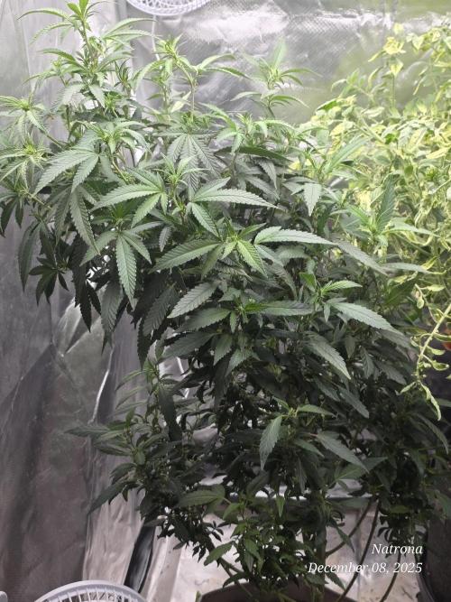 NYC Diesel (was Hey Abby). Week 12