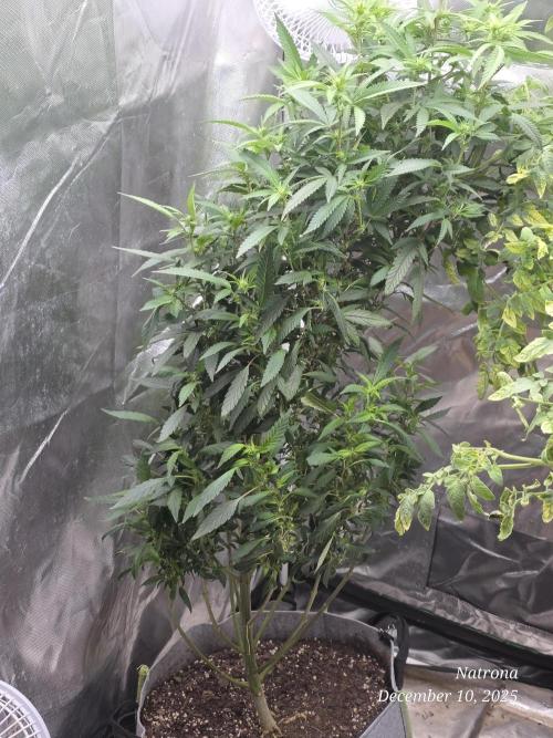 NYC Diesel (was Hey Abby). Week 12