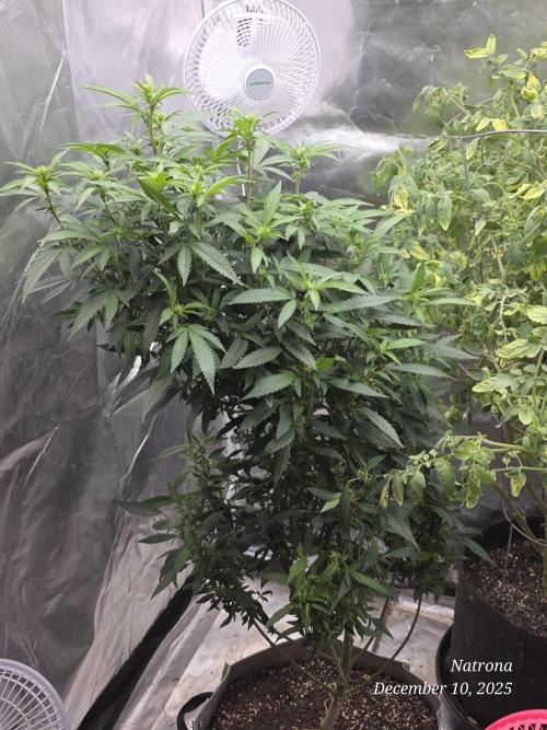 NYC Diesel (was Hey Abby). Week 12