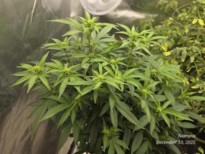 NYC Diesel (was Hey Abby). Week 12