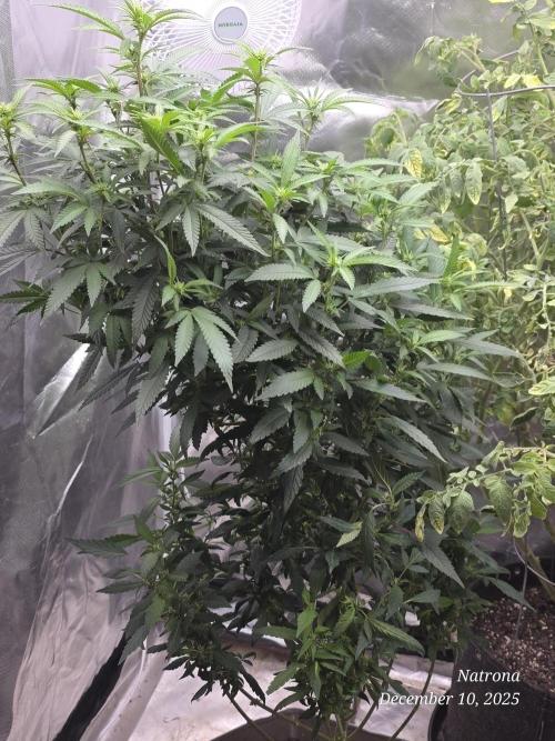 NYC Diesel (was Hey Abby). Week 12