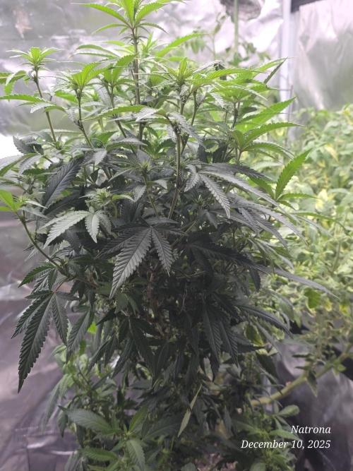 NYC Diesel (was Hey Abby). Week 12