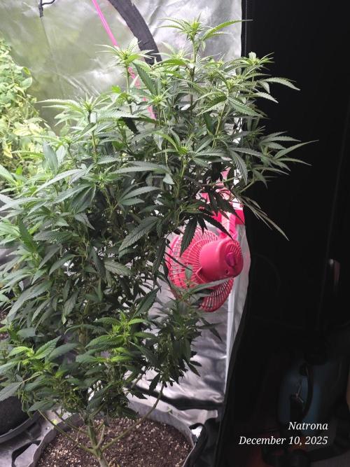 NYC Diesel (was Hey Abby). Week 12