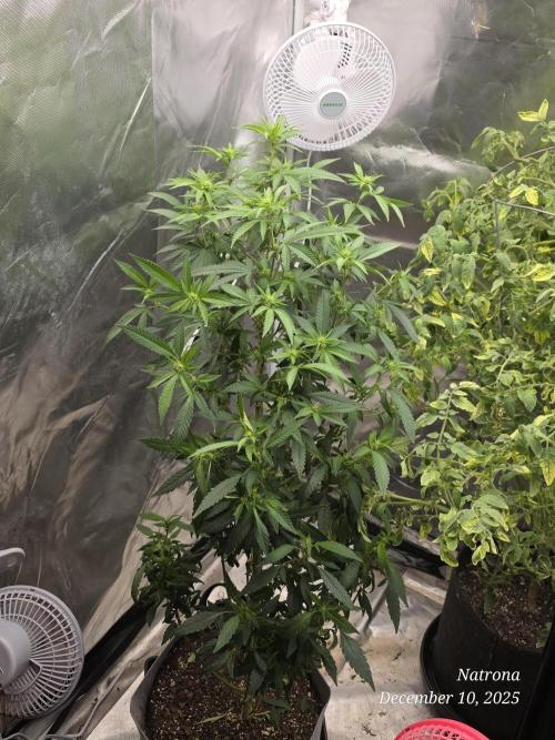 NYC Diesel (was Hey Abby). Week 12