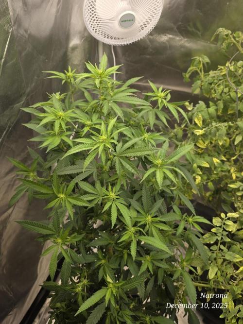 NYC Diesel (was Hey Abby). Week 12