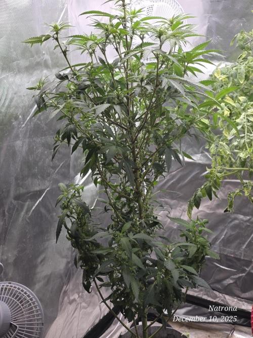 NYC Diesel (was Hey Abby). Week 12