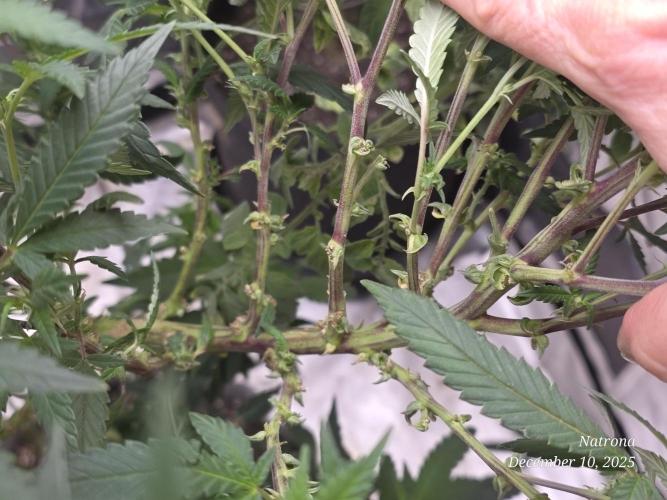 NYC Diesel (was Hey Abby). Week 12