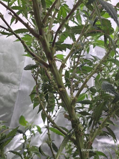 NYC Diesel (was Hey Abby). Week 12