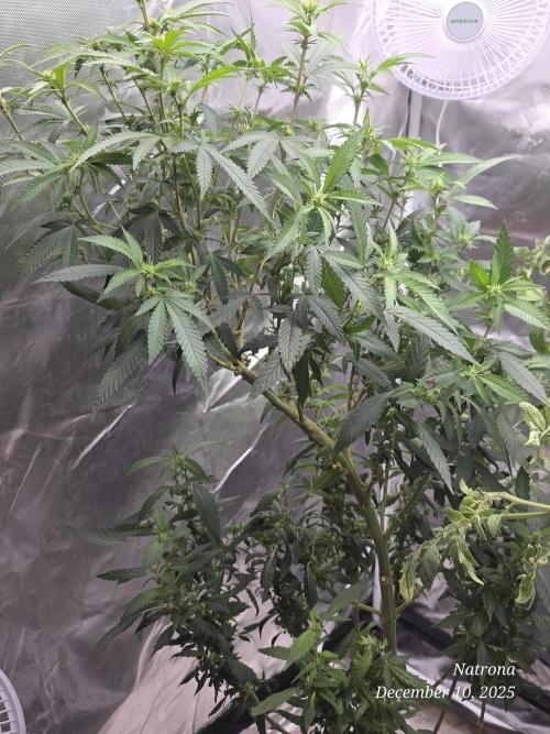 NYC Diesel (was Hey Abby). Week 12