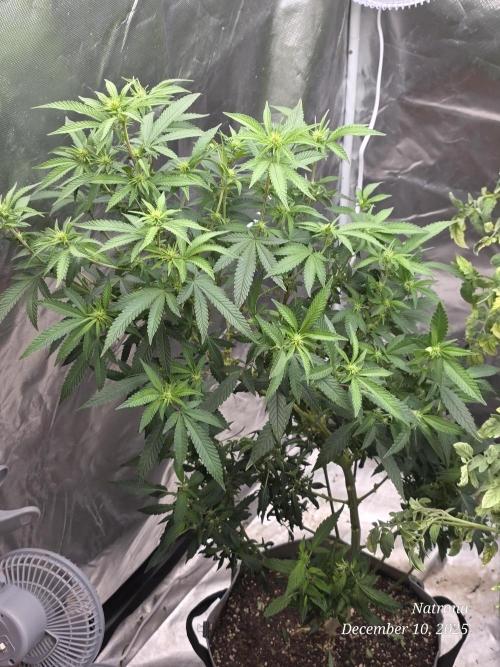 NYC Diesel (was Hey Abby). Week 12