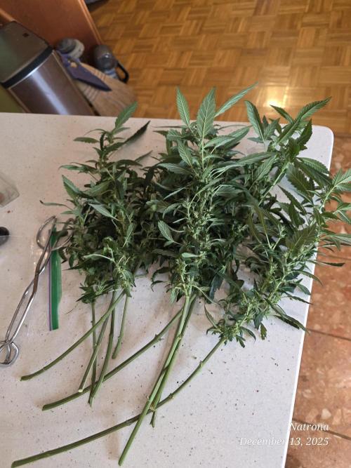 NYC Diesel (was Hey Abby). Week 12