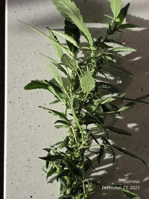 NYC Diesel (was Hey Abby). Week 12