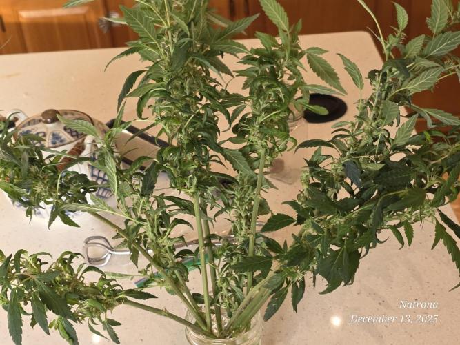 NYC Diesel (was Hey Abby). Week 12