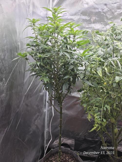 NYC Diesel (was Hey Abby). Week 12