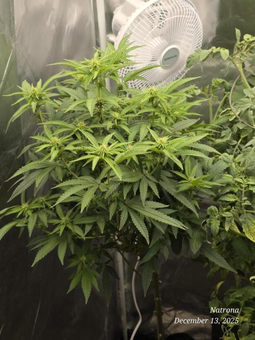 NYC Diesel (was Hey Abby). Week 12