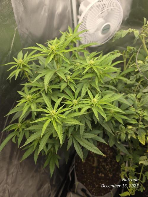 NYC Diesel (was Hey Abby). Week 12