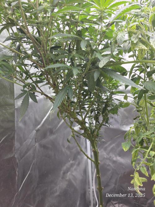 NYC Diesel (was Hey Abby). Week 12