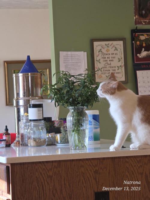 NYC Diesel (was Hey Abby). Week 12