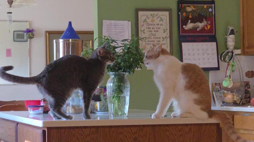 NYC Diesel (was Hey Abby)