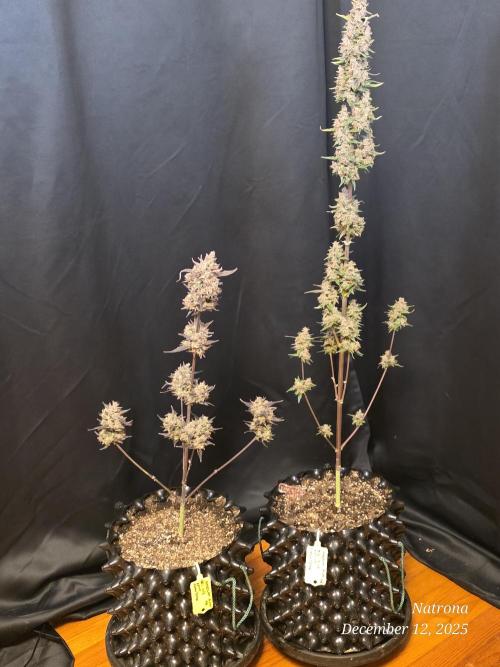 Apricot Auto-Fast Buds. Week 10