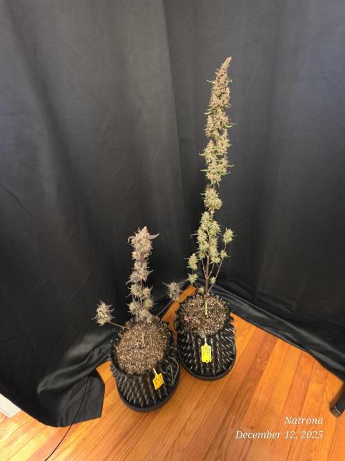 Apricot Auto-Fast Buds. Week 10