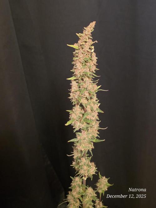 Apricot Auto-Fast Buds. Week 10