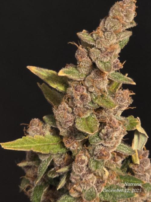 Apricot Auto-Fast Buds. Week 10