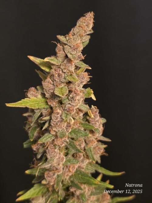 Apricot Auto-Fast Buds. Week 10