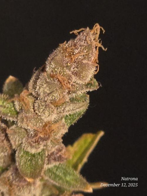 Apricot Auto-Fast Buds. Week 10