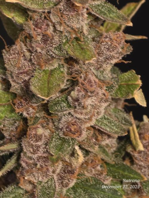 Apricot Auto-Fast Buds. Week 10