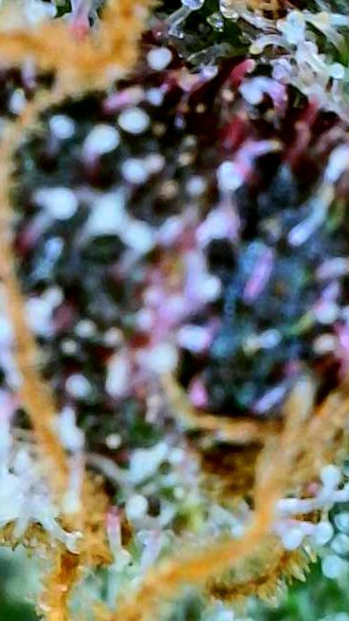 Apricot Auto-Fast Buds. Week 10