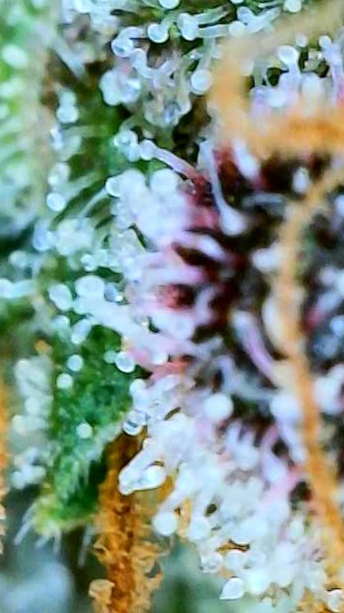 Apricot Auto-Fast Buds. Week 10