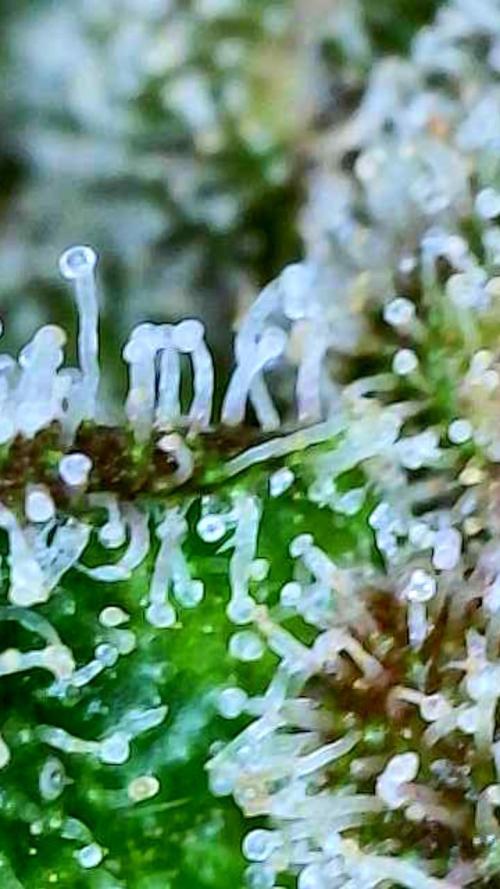 Apricot Auto-Fast Buds. Week 10