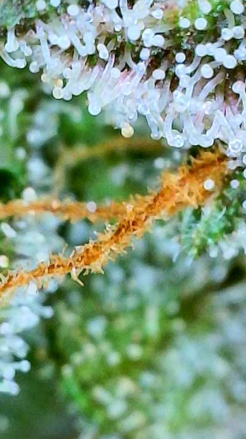 Apricot Auto-Fast Buds. Week 10