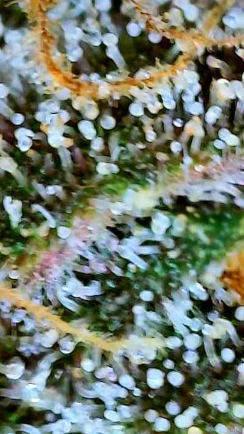 Apricot Auto-Fast Buds. Week 10