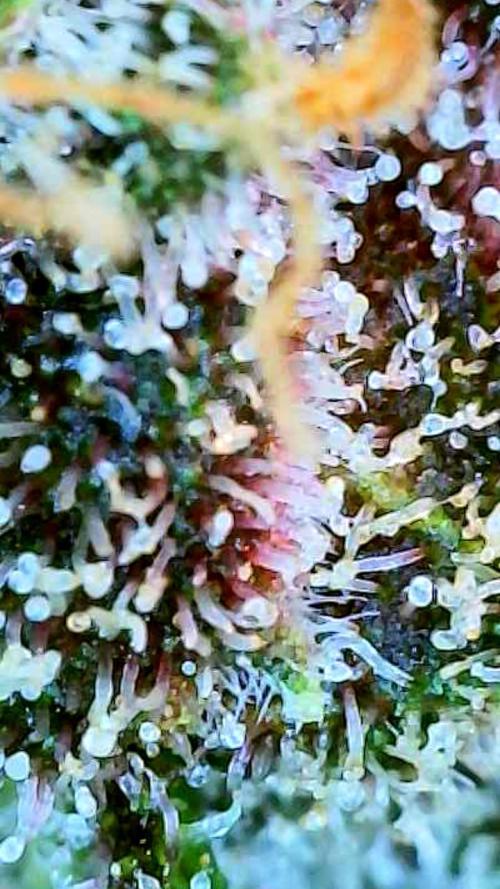 Apricot Auto-Fast Buds. Week 10