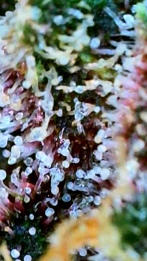 Apricot Auto-Fast Buds. Week 10