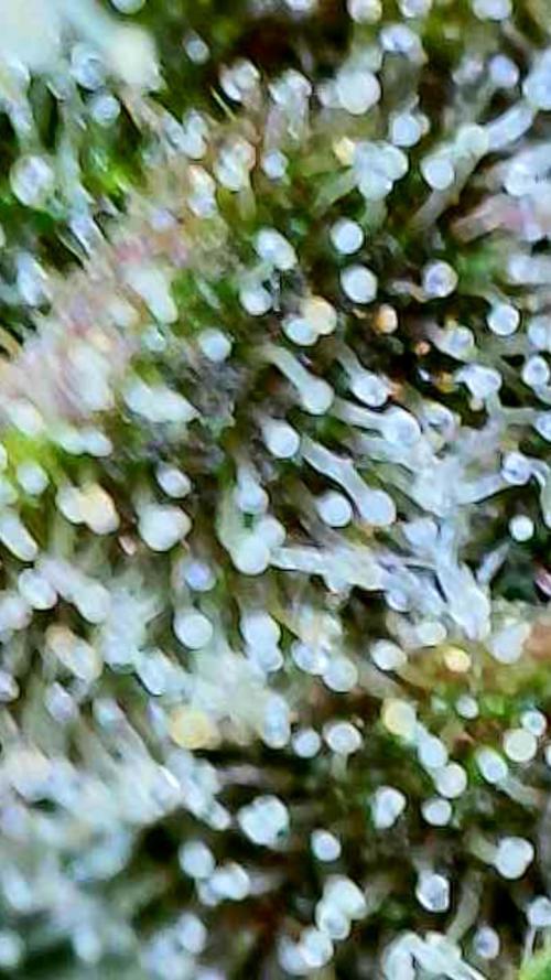 Apricot Auto-Fast Buds. Week 10